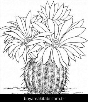 Kaktüs boyama sayfası – yaratıcılığı geliştirir, keyifli zaman