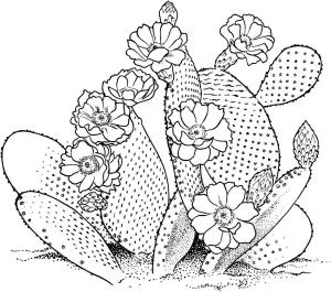 Kaktüs boyama sayfası,  coloring page, Normal Kaktüs, 