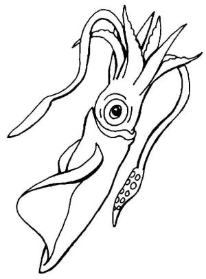 Kalamar boyama sayfası,  coloring page, Iyi Kalamar, 