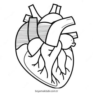 Kalp boyama sayfası – kolay boyama, eğitici aktivite