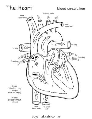 Kalp boyama sayfası – sanatsal çalışma, çocuklar için