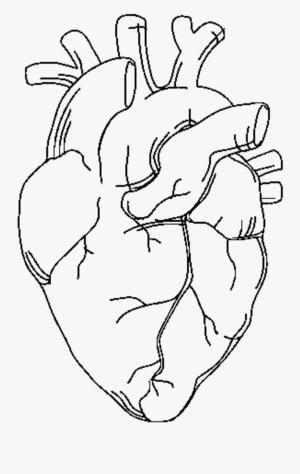 Kalp boyama sayfası, Heart coloring page, Vücut Kalbi, 