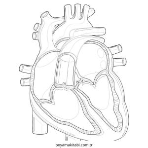 Kalp boyama sayfası – çocuk aktivitesi, PDF indir