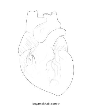 Kalp boyama sayfası – çizgi film temalı, basit çizim