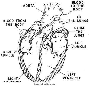 Kalp boyama sayfası – basit çizim, kolay boyama