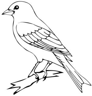 Kanarya Kuşu boyama sayfası,  coloring page, Ayakta Kanarya, 