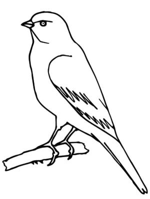 Kanarya Kuşu boyama sayfası,  coloring page, Normal Kanarya, 