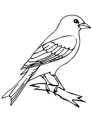 Kanarya Kuşu boyama sayfası,  coloring page, Mükemmel Kanarya Kuşu, 