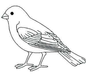 Kanarya Kuşu boyama sayfası,  coloring page, Temel Kanarya, 