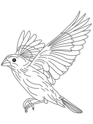 Kanarya Kuşu boyama sayfası,  coloring page, İnanılmaz Kanarya Kuşu, 