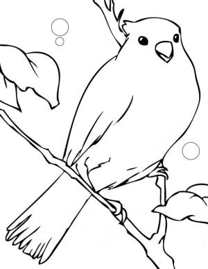 Kanarya Kuşu boyama sayfası,  coloring page, Büyük Kanarya Kuşu, 