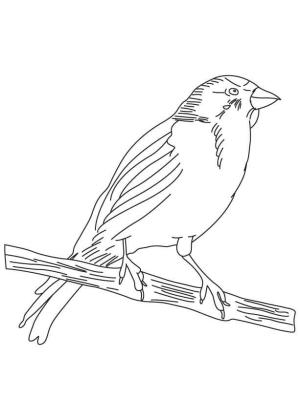 Kanarya Kuşu boyama sayfası,  coloring page, Karakalem Kanarya Kuşu, 