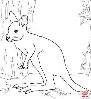 Kanguru boyama sayfası, kangaroos coloring page, , kangaroos white wallaby 