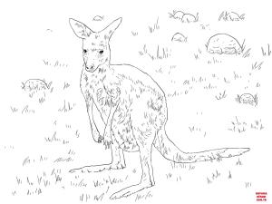 Kanguru boyama sayfası, kangaroos coloring page, , kangaroos young eastern grey kangaroo 