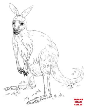 Kanguru boyama sayfası, kangaroos coloring page, , kangaroos eastern grey kangaroo 