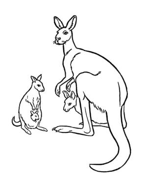 Kanguru boyama sayfası, kangaroos coloring page, Kanguru ve Arkadaşları, 