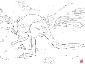 Kanguru boyama sayfası, kangaroos coloring page, , kangaroos antilopine kangaroo 