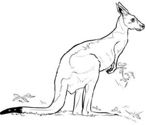 Kanguru boyama sayfası, kangaroos coloring page, Temel Kanguru, 