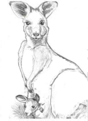 Kanguru boyama sayfası, kangaroos coloring page, Anne ve Bebek Kanguru Çizimi, 