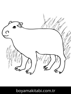 Kapibara boyama sayfası – renkli çizimler, okul öncesi