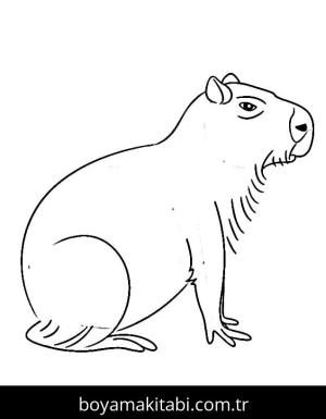 Kapibara boyama sayfası – PDF indir, sevimli karakter