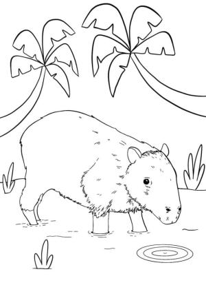 Kapibara boyama sayfası,  coloring page, Bir Kapibara, 