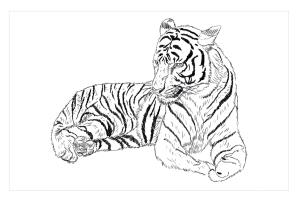 Kaplan boyama sayfası, Tigers coloring page, Güney Çin Kaplanı, 