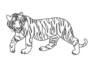 Kaplan boyama sayfası, Tigers coloring page, Basit Kaplan, 