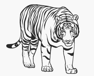 Kaplan boyama sayfası, Tigers coloring page, Müthiş Kaplan, 