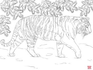 Kaplan boyama sayfası, Tigers coloring page, , tigers siberian tiger 