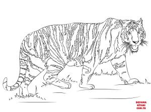 Kaplan boyama sayfası, Tigers coloring page, , tigers walking tiger 