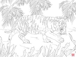 Kaplan boyama sayfası, Tigers coloring page, , tigers snow tiger cub 