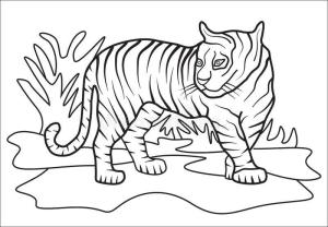 Kaplan boyama sayfası, Tigers coloring page, Normal Kaplan, 