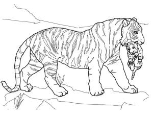 Kaplan boyama sayfası, Tigers coloring page, Anne Kaplan Yavru Kaplanı Taşımak, 