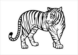 Kaplan boyama sayfası, Tigers coloring page, Temel Kaplan, 