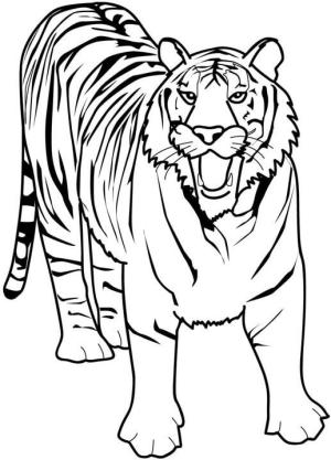 Kaplan boyama sayfası, Tigers coloring page, Büyük Kaplan, 