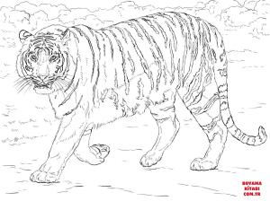 Kaplan boyama sayfası, Tigers coloring page, , tigers bengal tiger 