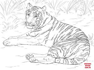 Kaplan boyama sayfası, Tigers coloring page, , tigers siberian tiger laying down 