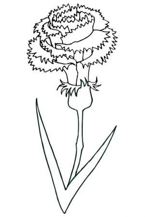 Karanfil boyama sayfası,  coloring page, Karanfil Yetişkin, 