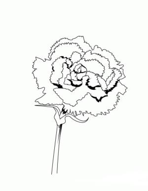 Karanfil boyama sayfası,  coloring page, Karanfil Sevimli, 