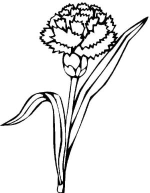 Karanfil boyama sayfası,  coloring page, Güzel Karanfil, 