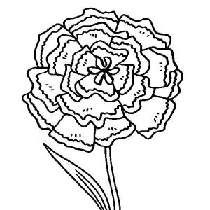 Karanfil boyama sayfası,  coloring page, Yeşil Karanfil, 