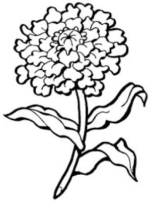 Karanfil boyama sayfası,  coloring page, Sert Karanfil, 