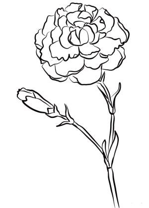 Karanfil boyama sayfası,  coloring page, Karanfil Normal, 