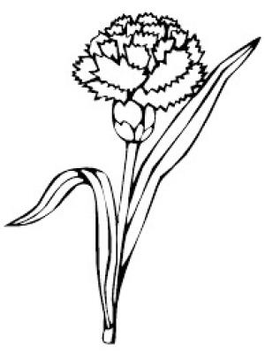 Karanfil boyama sayfası,  coloring page, Mükemmel Karanfil, 