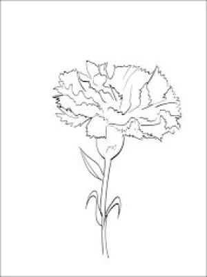 Karanfil boyama sayfası,  coloring page, Güzel Karanfil, 