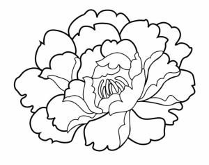 Karanfil boyama sayfası,  coloring page, Tatlı Karanfil, 