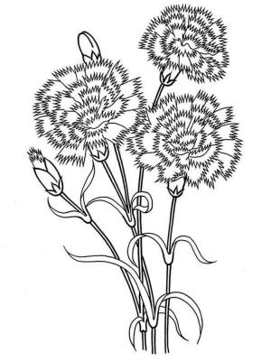 Karanfil boyama sayfası,  coloring page, Üç Karanfil, 