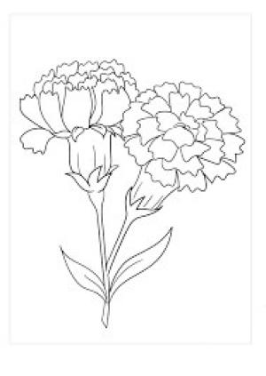 Karanfil boyama sayfası,  coloring page, Temel Karanfil, 