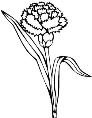 Karanfil boyama sayfası,  coloring page, Yazdırılabilir Karanfil, 